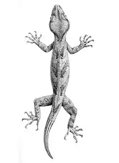 Description de l'image Gymnodactylus loriae 1897.jpg.