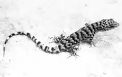 Description de l'image Gymnodactylus vanzolinii - Mucugê, Bahia.png.