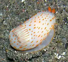 Gymnodoris ceylonica