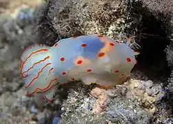 Gymnodoris de Ceylan (Gymnodoris ceylonica)