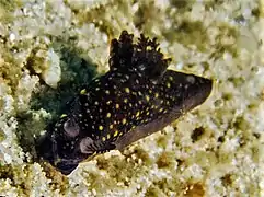 Gymnodoris nigricolor