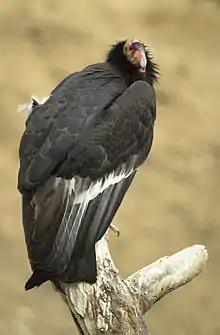 Condor de Californie, espèce réintroduite dans la zone du parc.