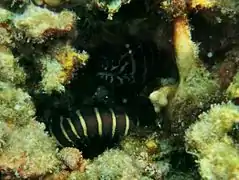 Une murène zébrée (Gymnomuraena zebra)