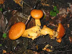 Description de l'image Gymnopilus spectabilis JPG1.jpg.