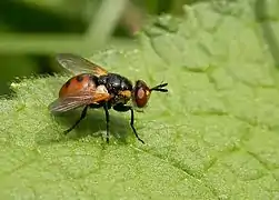 Gymnosoma rotundatum, un Tachinidae.