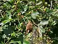 Écidies sur un fruit.