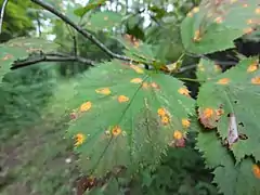 Gymnosporangium globosum sur la feuille d'un Amélanchier.