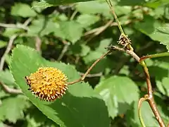 G. globosum sur le fruit d'un Amélanchier.