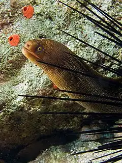 Description de l'image Gymnothorax_miliaris_(Goldentail_Moray).jpg.