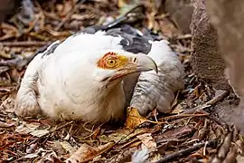 Palmiste africain, Vautour palmiste ou Gypohierax angolensis