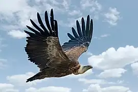 Vautour fauve au mont Carmel (Israël).