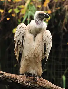 Spécimen de vautour du Cap.