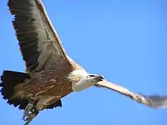 Photographie d'un gyps fulvus, vautour fauve.