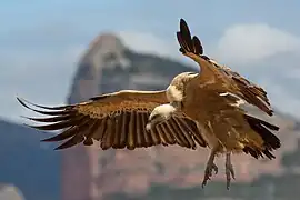 Vautour fauve en vol à Huesca, Espagne.