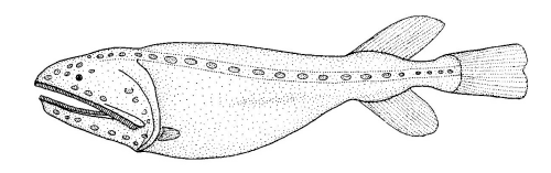 Gyrinomimus grahami