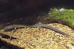 Description de l'image Gyrinophilus palleucus Tennessee Cave Salamander.JPG.