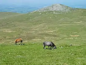 Poneys de Carneddau sur les flancs du mont Drosgl