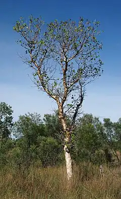 Gyrocarpus americanus