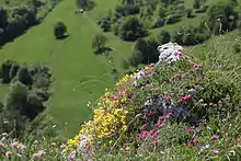 Hélianthème et vulnéraire sur le bord de la corniche