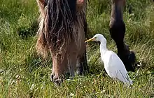 Gros plan sur la tête d'un cheval en train de brouter, ses crins lui couvrant les yeux; un petit héron blanc est placé juste à ses pieds.