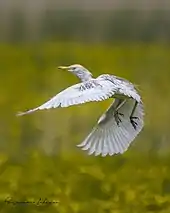 Héron garde boeufs, plumage nuptial