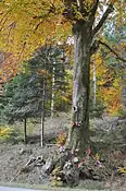 Arbre votif en France, rattaché au culte de la Vierge (Vosges comtoises)