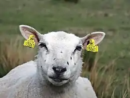 Étiquette sur mouton.