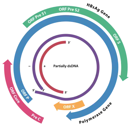 (en) Schéma du génome du HBV montrant le gène de la protéine HBsAg en vert (ORF S).