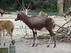 Femelles et jeunes au zoo