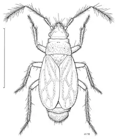 Ceratocombidae: espèce de Nouvelle-Zélande, dessin de Des Helmore.