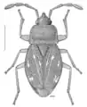 Forsterocoris sinuatus, Nouvelle-Zélande, dessin de Desmond W. Helmore.