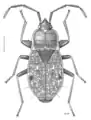 Millerocorus ductus, Nouvelle-Zélande, dessin de Desmond W. Helmore.