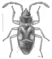 Paratruncala insularis, Nouvelle-Zélande, dessin de Desmond W. Helmore.