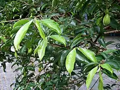 Description de l'image HK Aquilaria sinensis Leaves.JPG.