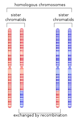 Schéma du chromosome 1 après recombinaison homologue