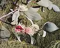 Hakea petiolaris (Proteales, Proteaceae)