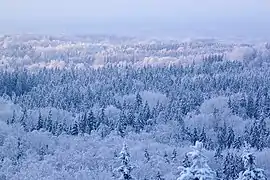 Collines de Haanja sous la neige