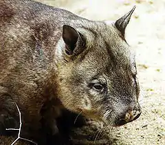 Photo d'un wombat à nez poilu.