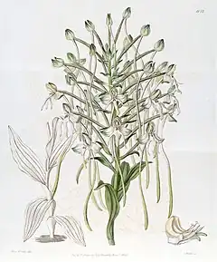 Description de l'image Habenaria procera - Edwards vol 22 pl 1858 (1836).jpg.