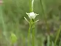 Habenaria sagittifera, Japon.