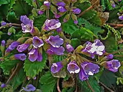 Haberlea rhodopensis var. ferdinandi-coburgii