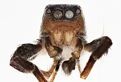 Description de l'image Habronattus gigas Griswold, 1987 (SDSU HA0864).jpg.