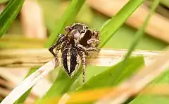 Description de l'image Habronattus orbus adult male dorsal.jpg.