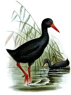 Dessin représentant deux oiseaux noirs au long bec rouge dans une mare peu profonde ; à gauche, le plus proche marche dans l'eau, montrant de longues pattes rouges ; à droite, le plus éloigné nage.