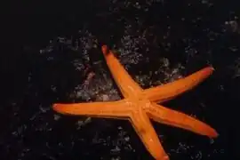 Étoile de mer lisse (Hacelia attenuata)