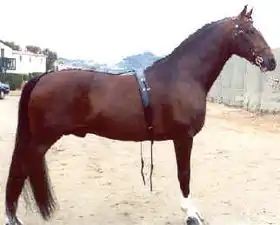 Cheval carrossier, destiné à la traction légère.