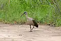 Parc national Kruger, Afrique du Sud