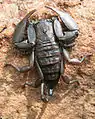 Un scorpion endémique, Hadogenes soutpansbergensis.