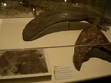 Crête fossile d'un P. tubicen avec les restes de peaux d'un autre hadrosaure et d'une crête de Corythosaurus, au Carnegie Museum of Natural History, en Pennsylvanie (États-Unis).