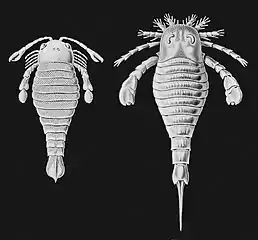 Eurypterides par E. Haeckel, 1914